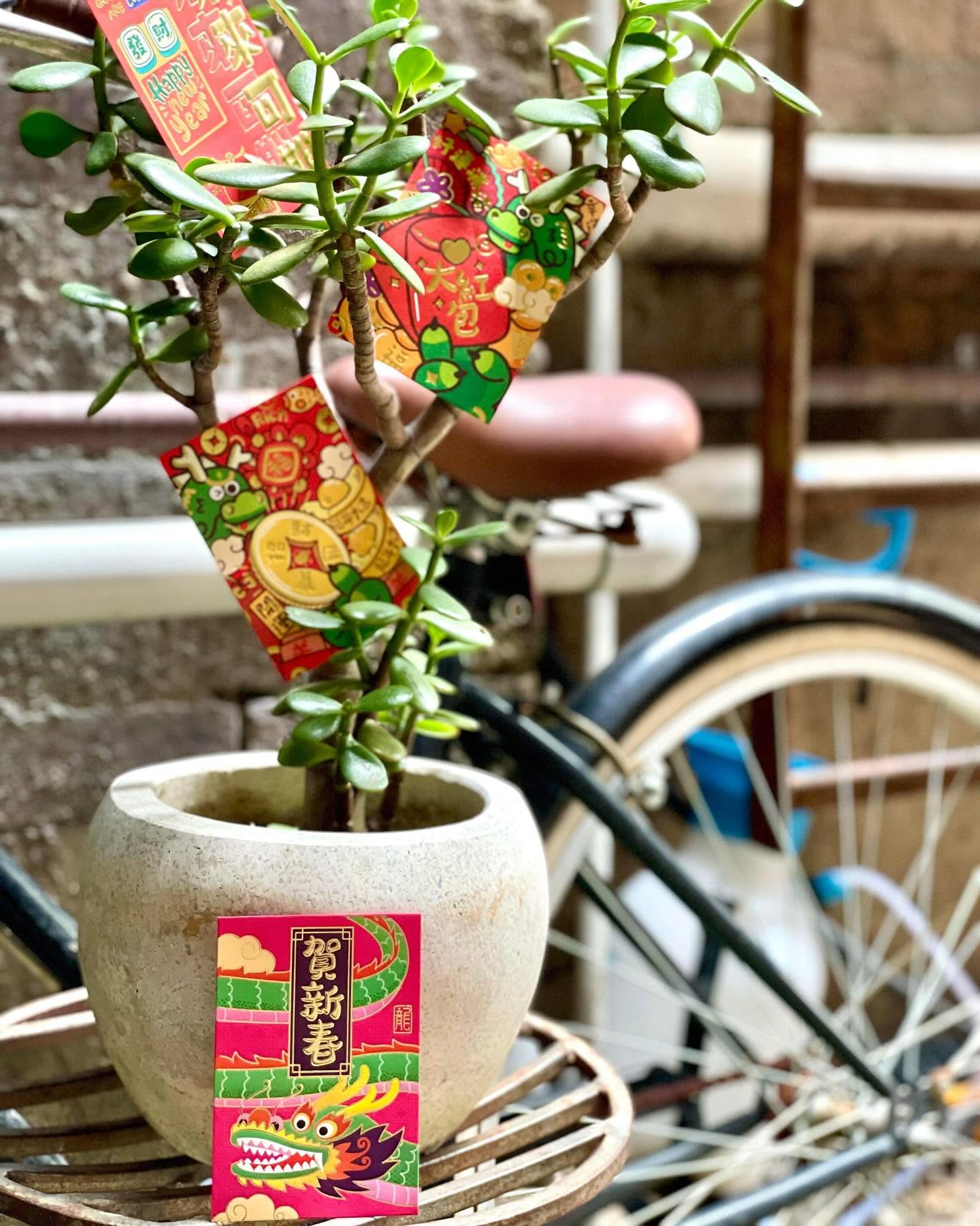 Planta de jade y bicicleta vintage contra el muro de ladrillo